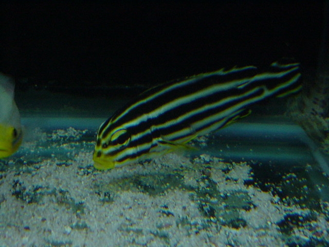  Plectorhinchus lineatus (Lined Sweetlips)